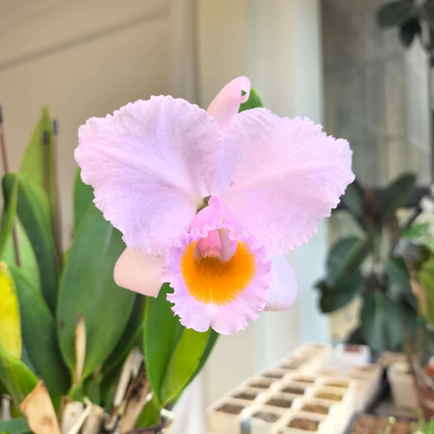 Cattleya schroederae 'Moon Light'