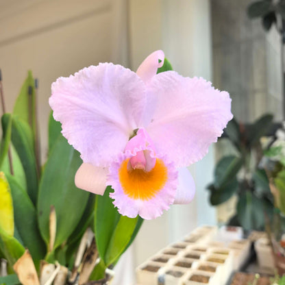 Cattleya schroederae 'Moon Light'