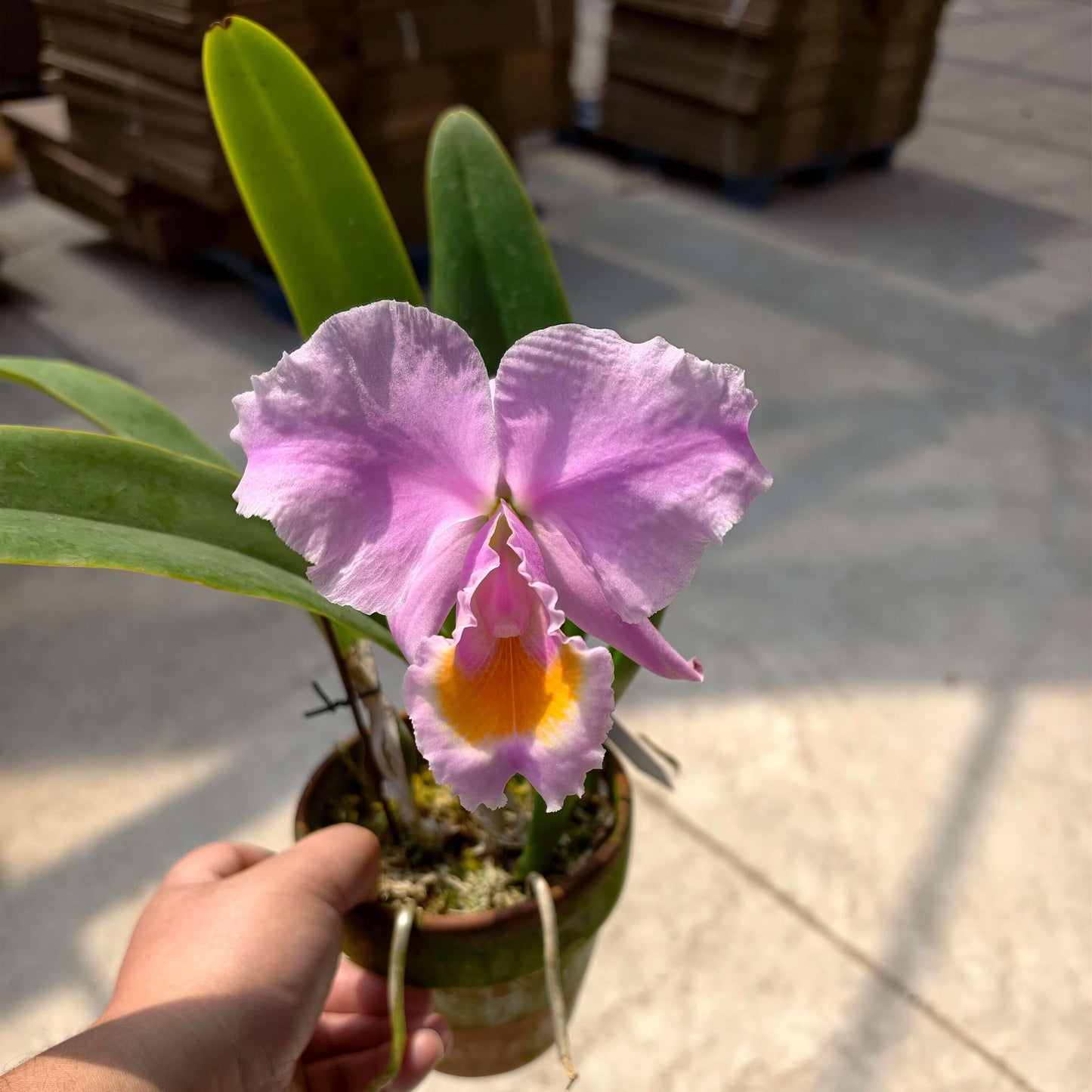 Cattleya schroederae 'Selected × KS' is a carefully selected seedling cross developed to combine outstanding flower form, substance, fragrance, and vigor from superior C. schroederae parents. Plants from this cross produce large, intensely fragrant blooms measuring approximately 15–18 cm (6–7 in) across, with broad white to soft blush petals, excellent substance, and gracefully ruffled segments.