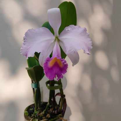 Cattleya trianae var. coerulea 'Blue Moon' is one of the finest blue-toned clones of Colombia's national orchid, treasured for its cool, crystalline coloration and exceptional floral quality. The large, intensely fragrant flowers measure approximately 15–20 cm (6–8 in) across, featuring broad, well-rounded petals in soft silvery lavender to pale blue-lilac, complemented by a richly colored lavender-blue lip with a bright golden-yellow throat.