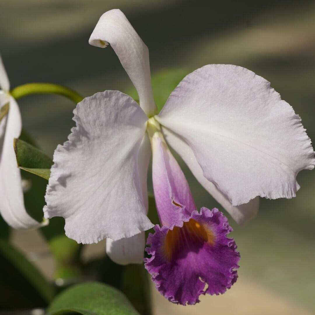 Cattleya trianae var. coerulea 'Blue Moon' is one of the finest blue-toned clones of Colombia's national orchid, treasured for its cool, crystalline coloration and exceptional floral quality. The large, intensely fragrant flowers measure approximately 15–20 cm (6–8 in) across, featuring broad, well-rounded petals in soft silvery lavender to pale blue-lilac, complemented by a richly colored lavender-blue lip with a bright golden-yellow throat.