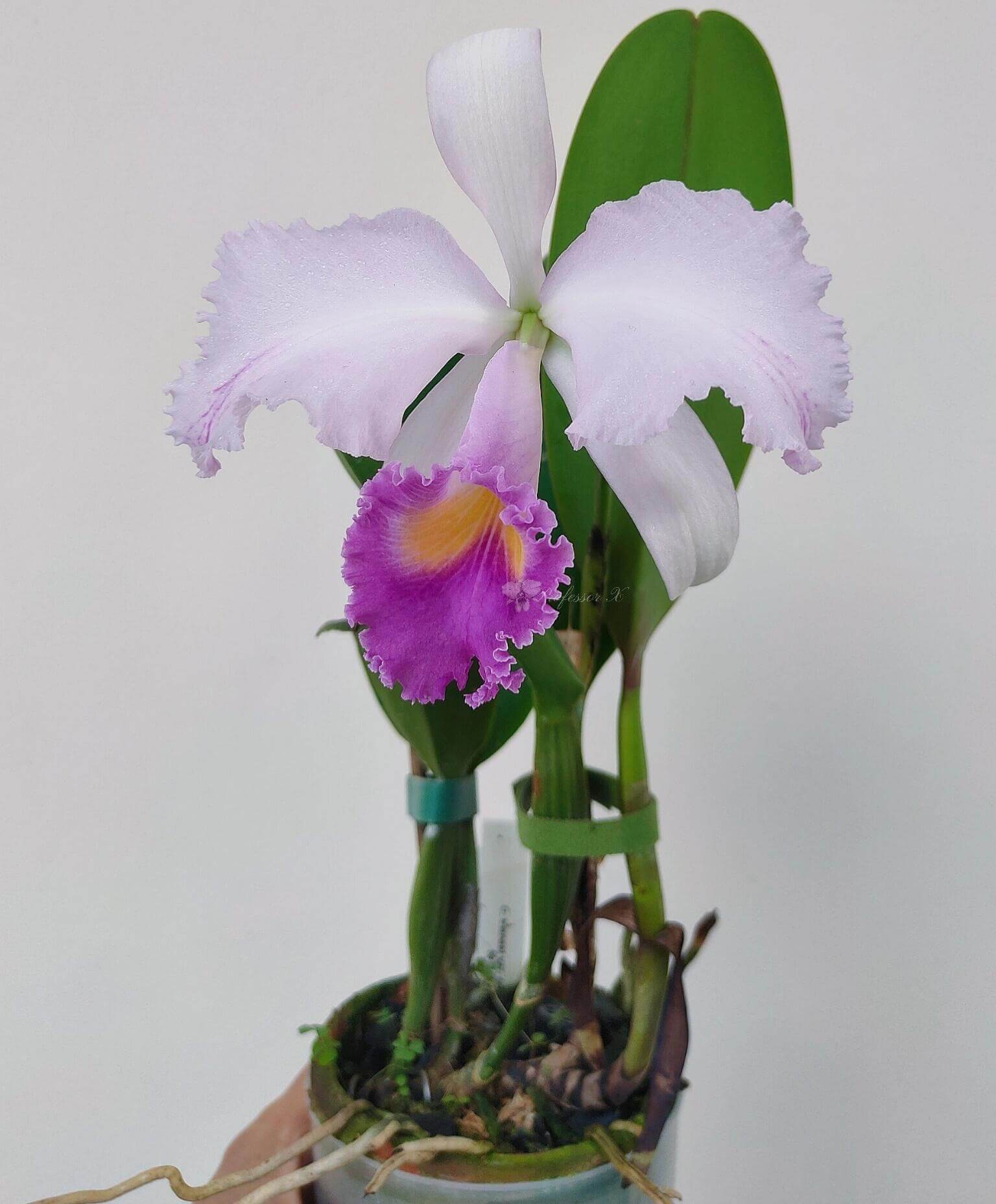 Cattleya trianae var. coerulea 'Blue Moon' is one of the finest blue-toned clones of Colombia's national orchid, treasured for its cool, crystalline coloration and exceptional floral quality. The large, intensely fragrant flowers measure approximately 15–20 cm (6–8 in) across, featuring broad, well-rounded petals in soft silvery lavender to pale blue-lilac, complemented by a richly colored lavender-blue lip with a bright golden-yellow throat.