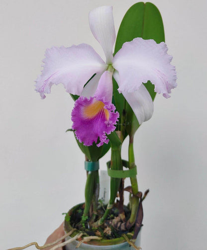 Cattleya trianae var. coerulea 'Blue Moon' is one of the finest blue-toned clones of Colombia's national orchid, treasured for its cool, crystalline coloration and exceptional floral quality. The large, intensely fragrant flowers measure approximately 15–20 cm (6–8 in) across, featuring broad, well-rounded petals in soft silvery lavender to pale blue-lilac, complemented by a richly colored lavender-blue lip with a bright golden-yellow throat.