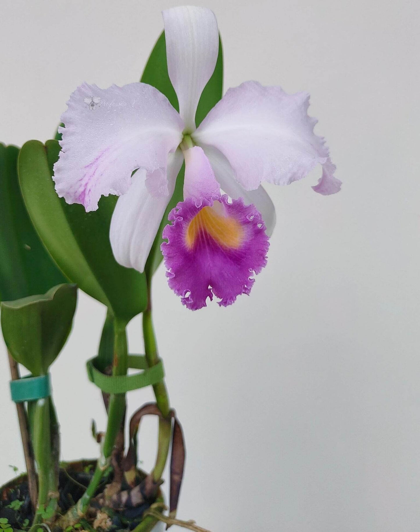 Cattleya trianae var. coerulea 'Blue Moon' is one of the finest blue-toned clones of Colombia's national orchid, treasured for its cool, crystalline coloration and exceptional floral quality. The large, intensely fragrant flowers measure approximately 15–20 cm (6–8 in) across, featuring broad, well-rounded petals in soft silvery lavender to pale blue-lilac, complemented by a richly colored lavender-blue lip with a bright golden-yellow throat.