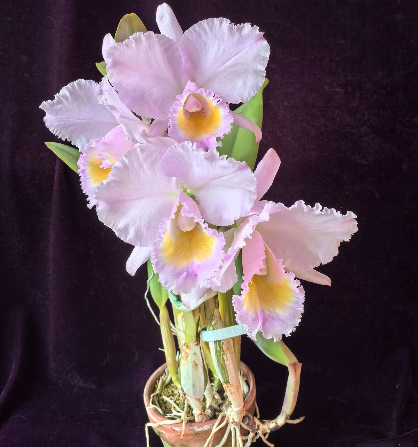 Cattleya trianae concolor 'Orion' is a highly prized clone of Colombia's national orchid, admired for its harmonious, almost monochromatic coloration and refined flower form. In the concolor form, the sepals, petals, and lip display closely related shades of lavender, lilac, rose-purple, or soft mauve, creating a balanced and elegant appearance rather than the strong contrast seen in typical forms.