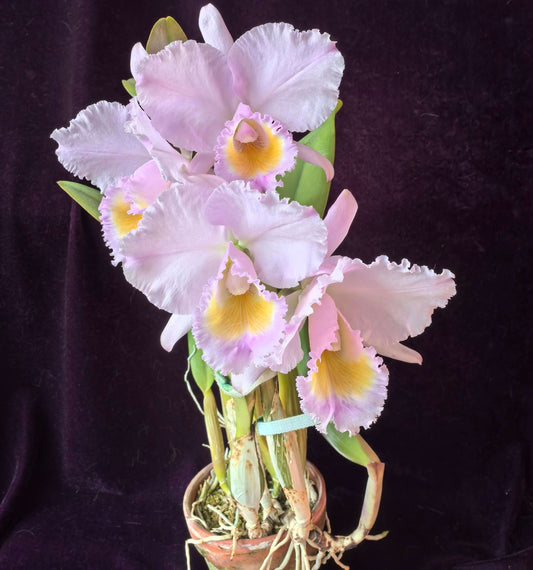 Cattleya trianae concolor 'Orion' is a highly prized clone of Colombia's national orchid, admired for its harmonious, almost monochromatic coloration and refined flower form. In the concolor form, the sepals, petals, and lip display closely related shades of lavender, lilac, rose-purple, or soft mauve, creating a balanced and elegant appearance rather than the strong contrast seen in typical forms.