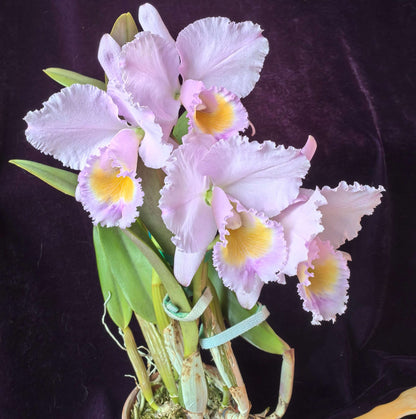 Cattleya trianae concolor 'Orion' is a highly prized clone of Colombia's national orchid, admired for its harmonious, almost monochromatic coloration and refined flower form. In the concolor form, the sepals, petals, and lip display closely related shades of lavender, lilac, rose-purple, or soft mauve, creating a balanced and elegant appearance rather than the strong contrast seen in typical forms.