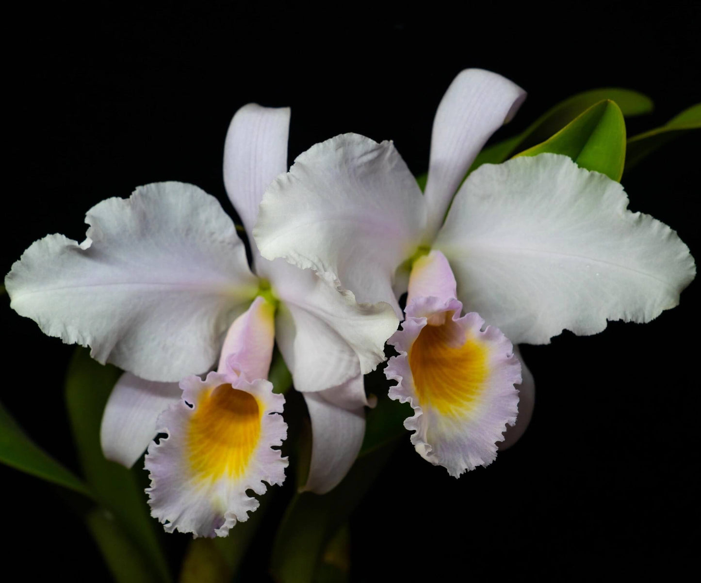 Cattleya trianae fma. albescens is a rare and elegant color form of Colombia's iconic Christmas orchid, appreciated for its subtle beauty and refined pastel tones. Unlike the pure white alba form, the albescens form produces flowers with creamy white to ivory sepals and petals that may carry a faint blush or greenish tint, while the lip remains softly colored in pale lavender to lilac with a bright yellow throat.