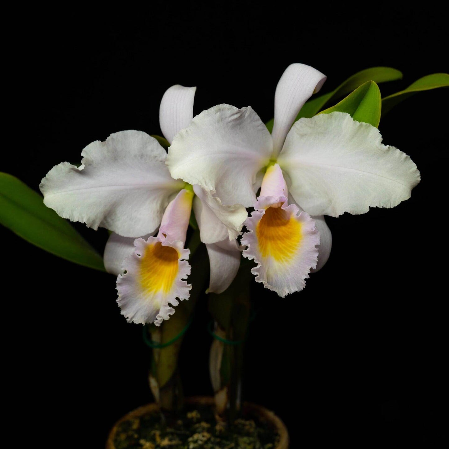 Cattleya trianae fma. albescens is a rare and elegant color form of Colombia's iconic Christmas orchid, appreciated for its subtle beauty and refined pastel tones. Unlike the pure white alba form, the albescens form produces flowers with creamy white to ivory sepals and petals that may carry a faint blush or greenish tint, while the lip remains softly colored in pale lavender to lilac with a bright yellow throat.