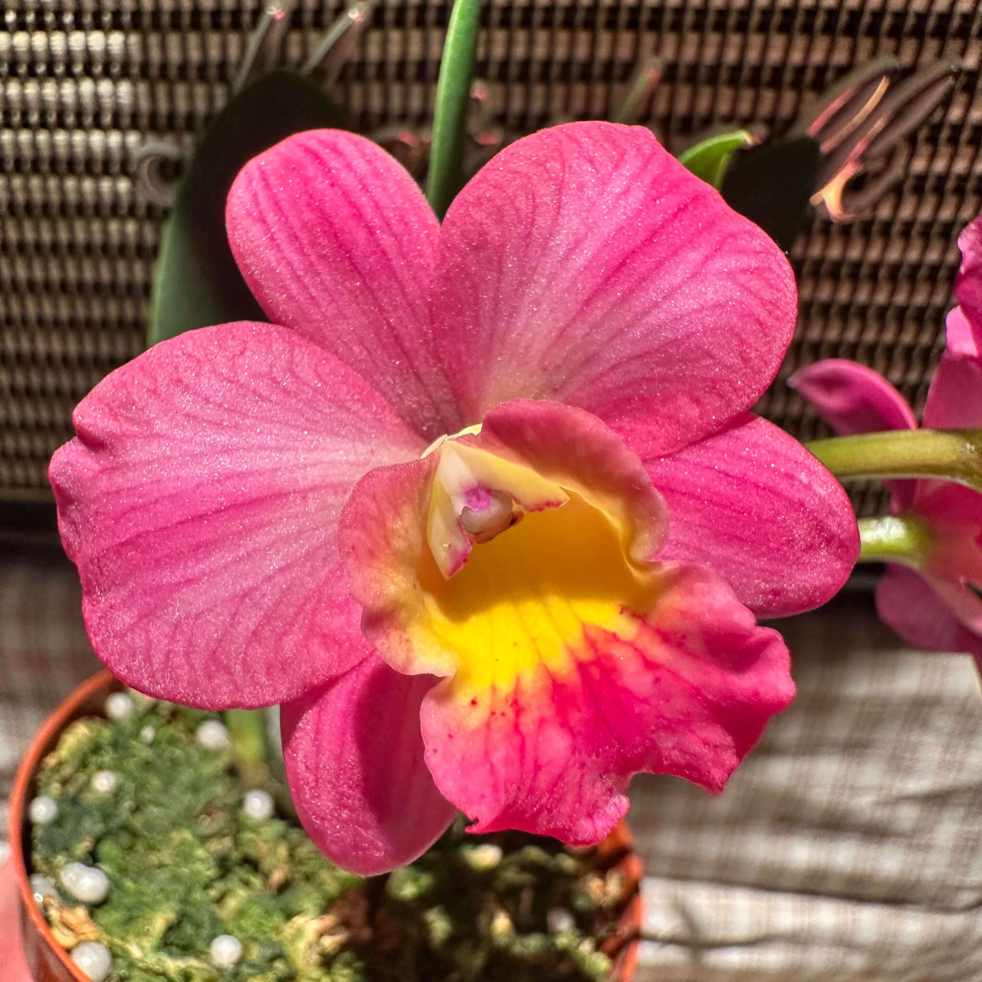 Cattlianthe Chief Berry is an orchid hybrid in the Cattlianthe genus (abbreviated Ctt.), a cross between Cattlianthe Sunrise Doll and Cattleya Love Castle. This hybrid typically produces compact (miniature) plants with round pink flowers featuring a bright yellow throat, often blooming more than once per year in spring and fall. Its small size and attractive blooms make it a popular choice for collectors of smaller Cattleya‑alliance orchids.