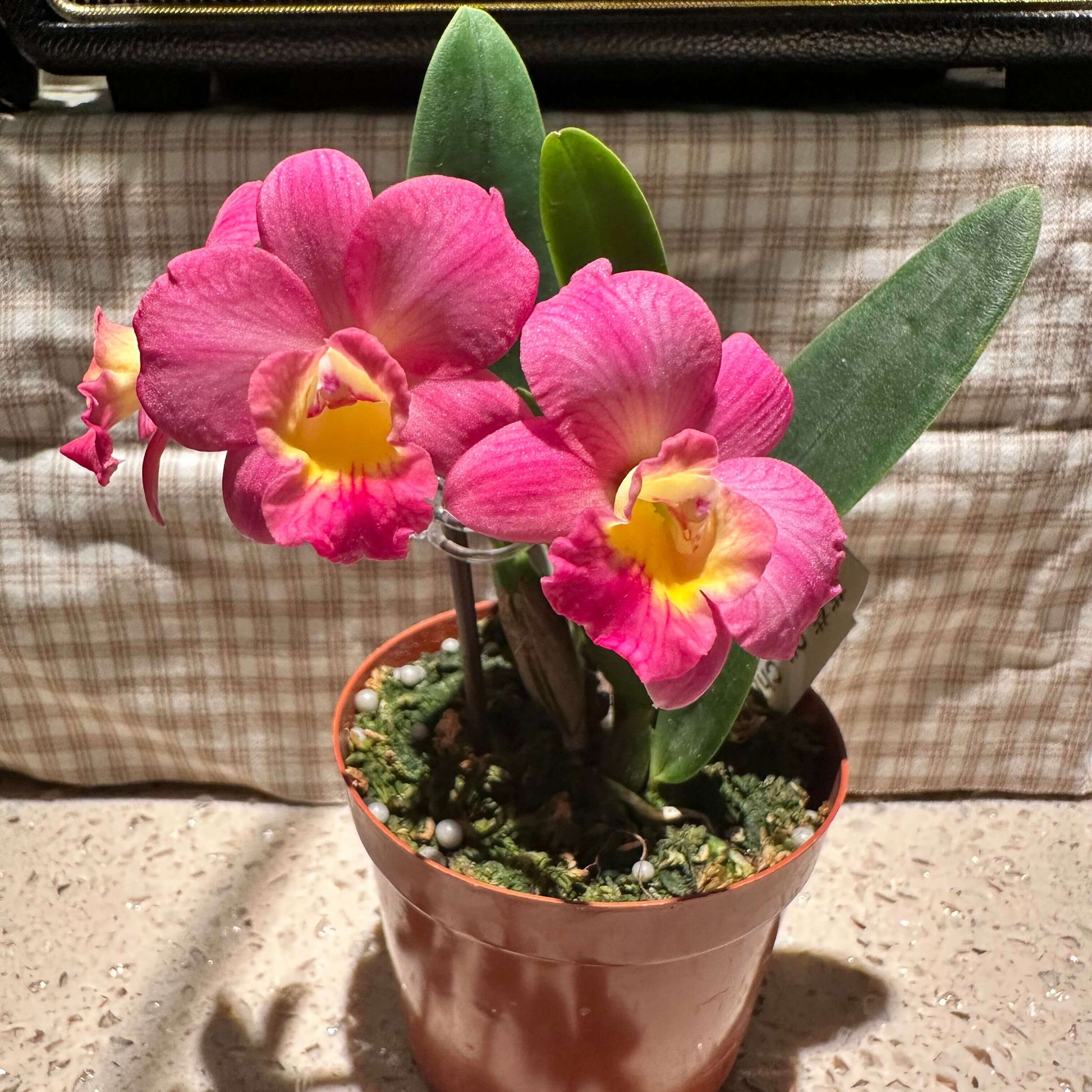 Cattlianthe Chief Berry is an orchid hybrid in the Cattlianthe genus (abbreviated Ctt.), a cross between Cattlianthe Sunrise Doll and Cattleya Love Castle. This hybrid typically produces compact (miniature) plants with round pink flowers featuring a bright yellow throat, often blooming more than once per year in spring and fall. Its small size and attractive blooms make it a popular choice for collectors of smaller Cattleya‑alliance orchids.