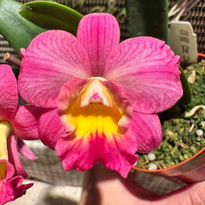 Cattlianthe Chief Berry is an orchid hybrid in the Cattlianthe genus (abbreviated Ctt.), a cross between Cattlianthe Sunrise Doll and Cattleya Love Castle. This hybrid typically produces compact (miniature) plants with round pink flowers featuring a bright yellow throat, often blooming more than once per year in spring and fall. Its small size and attractive blooms make it a popular choice for collectors of smaller Cattleya‑alliance orchids.