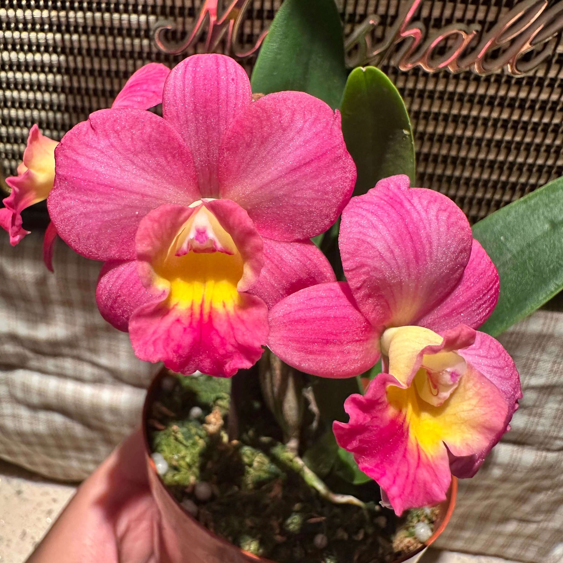 Cattlianthe Chief Berry is an orchid hybrid in the Cattlianthe genus (abbreviated Ctt.), a cross between Cattlianthe Sunrise Doll and Cattleya Love Castle. This hybrid typically produces compact (miniature) plants with round pink flowers featuring a bright yellow throat, often blooming more than once per year in spring and fall. Its small size and attractive blooms make it a popular choice for collectors of smaller Cattleya‑alliance orchids.