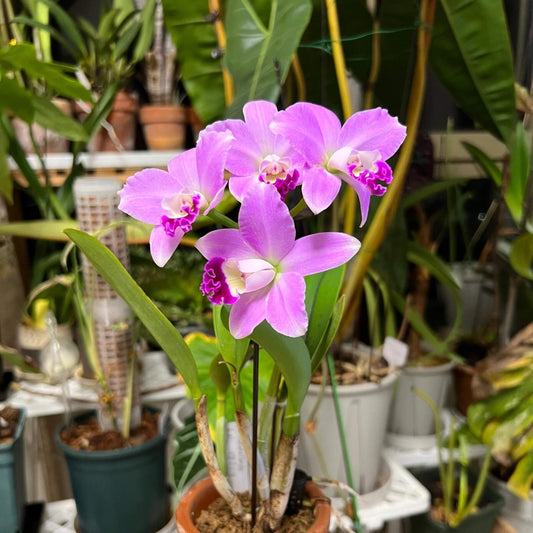 Cattlianthe Sakura Candy ‘Angel’ is a Cattleya‑alliance orchid hybrid and is a clone/selection of Cattlianthe Sakura Candy, which itself is a cross of Cattleya Starry Sky × Cattlianthe Candy Tuft. This compact hybrid is known for producing attractive pink‑toned flowers and is popular among growers of smaller Cattleya‑alliance orchids.