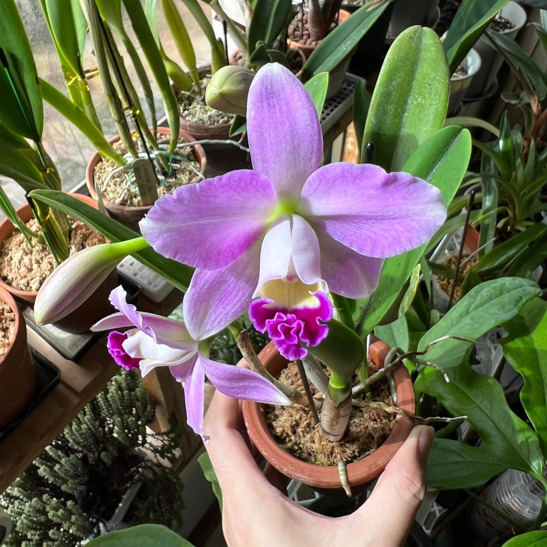 Cattlianthe Sakura Candy ‘Angel’ is a Cattleya‑alliance orchid hybrid and is a clone/selection of Cattlianthe Sakura Candy, which itself is a cross of Cattleya Starry Sky × Cattlianthe Candy Tuft. This compact hybrid is known for producing attractive pink‑toned flowers and is popular among growers of smaller Cattleya‑alliance orchids.