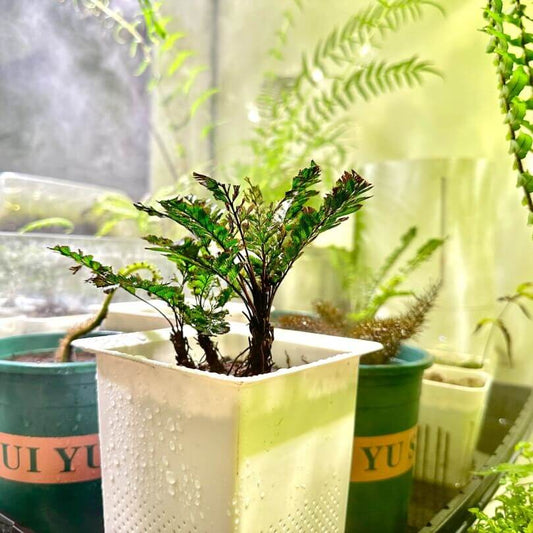 Cephalomanes laciniatum (Roxb.) DeVol is a rare epiphytic fern belonging to the Hymenophyllaceae family. It is native to tropical regions in Southeast Asia, including the Philippines, Malaysia, and parts of Indonesia. This fern is notable for its leathery, glossy fronds and its preference for humid, shaded environments, making it well-suited for terrariums.