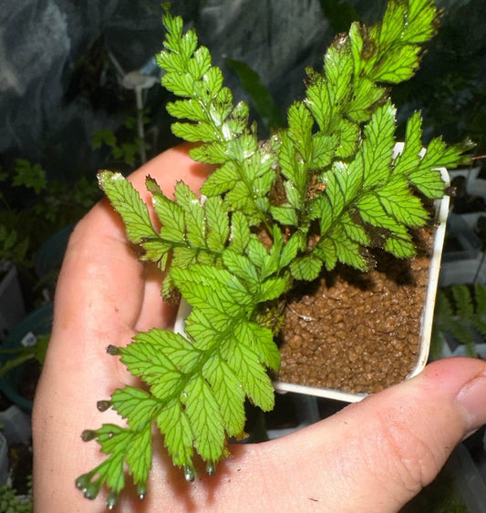 Cephalomanes sumatranum is a rare epiphytic fern belonging to the Hymenophyllaceae family, native to Southeast Asia, particularly Indonesia.