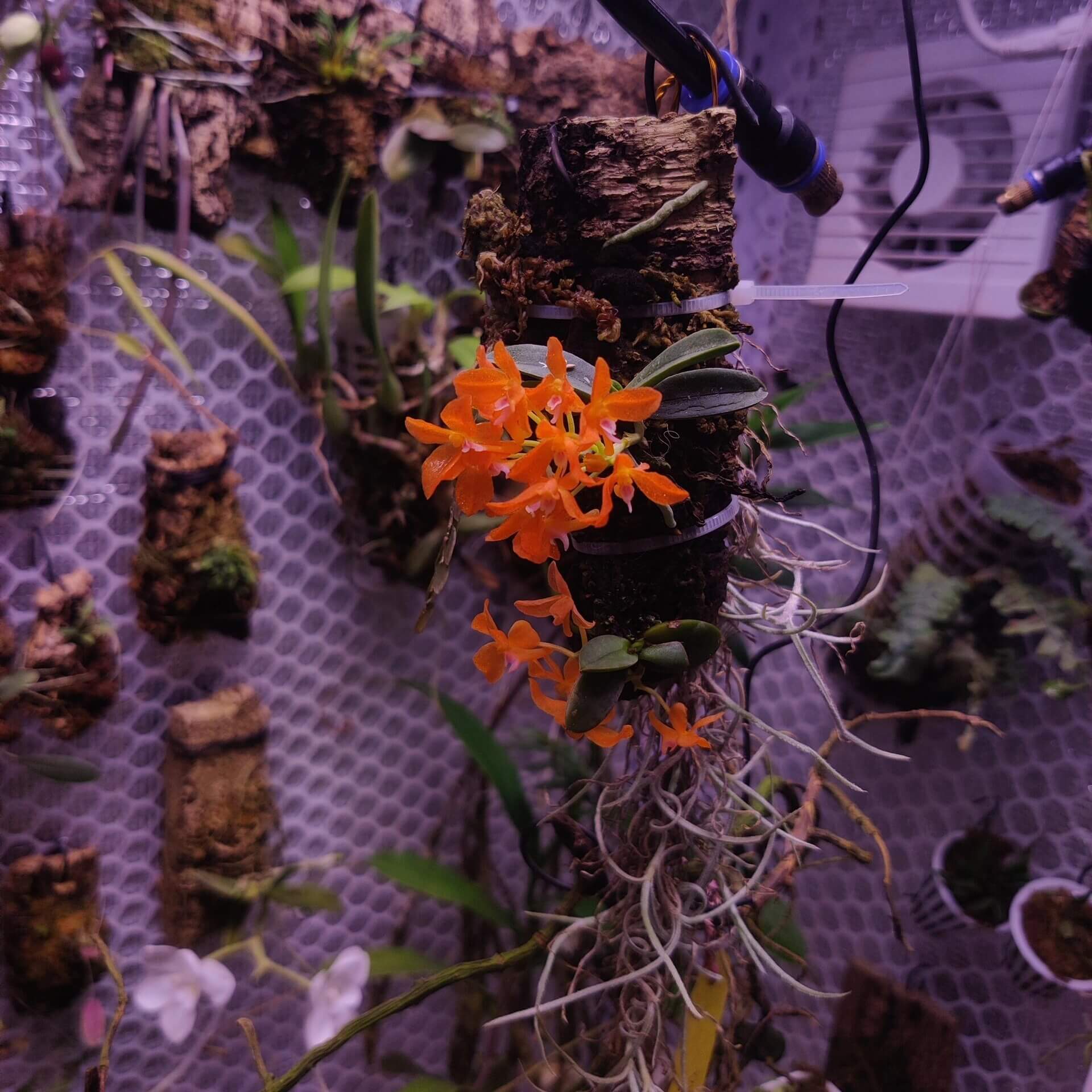 Ceratocentron fesselii is a rare miniature orchid native to the highlands of Luzon Island in the Philippines. With its bright orange flowers and compact growth, it requires specific care conditions, including high humidity, bright indirect light, and a well-draining substrate. Due to its specialized habitat needs, it is best suited for cultivation in controlled environments such as terrariums or vivariums.