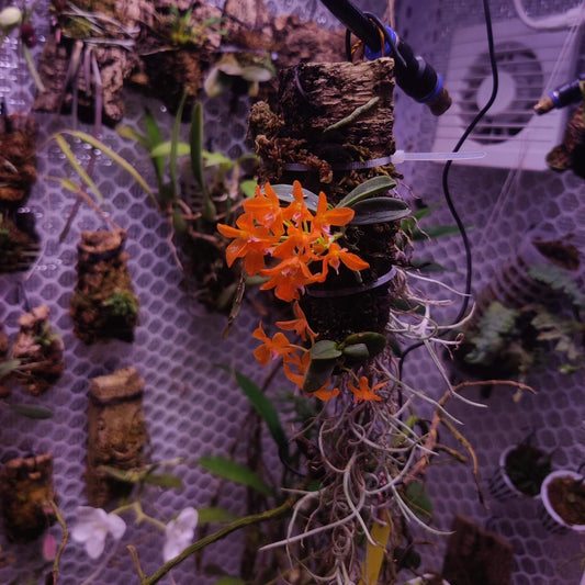 Ceratocentron fesselii is a rare miniature orchid native to the highlands of Luzon Island in the Philippines. With its bright orange flowers and compact growth, it requires specific care conditions, including high humidity, bright indirect light, and a well-draining substrate. Due to its specialized habitat needs, it is best suited for cultivation in controlled environments such as terrariums or vivariums.