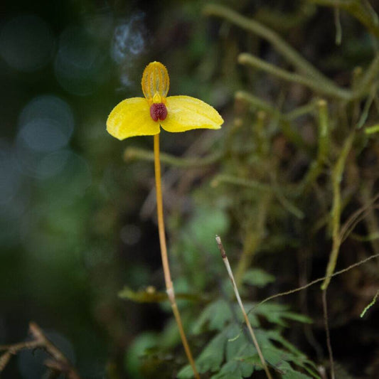Bulbophyllum catenarium, commonly known as the "Chain Bulbophyllum," is a micro-miniature orchid native to Southeast Asia. This orchid is very small, making it perfect for terrariums where space and humidity can be carefully controlled.