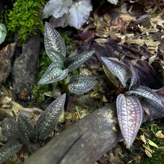 Cheirostylis montana is a rare and captivating jewel orchid native to Southeast Asia, particularly found in Thailand, Malaysia, and Indonesia. Renowned for its delicate white flowers and strikingly patterned foliage, it is a terrestrial orchid that thrives in humid, shaded environments.
