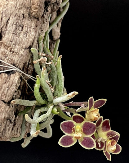 Chiloschista lunifera is a unique, predominantly leafless orchid species within the Vanda/Phalaenopsis alliance, native to the Eastern Himalayas (including Assam), Myanmar, Thailand, Laos, and Northeast India. It typically occurs at altitudes between 150 m and 600–800 m in semi-deciduous forests.
