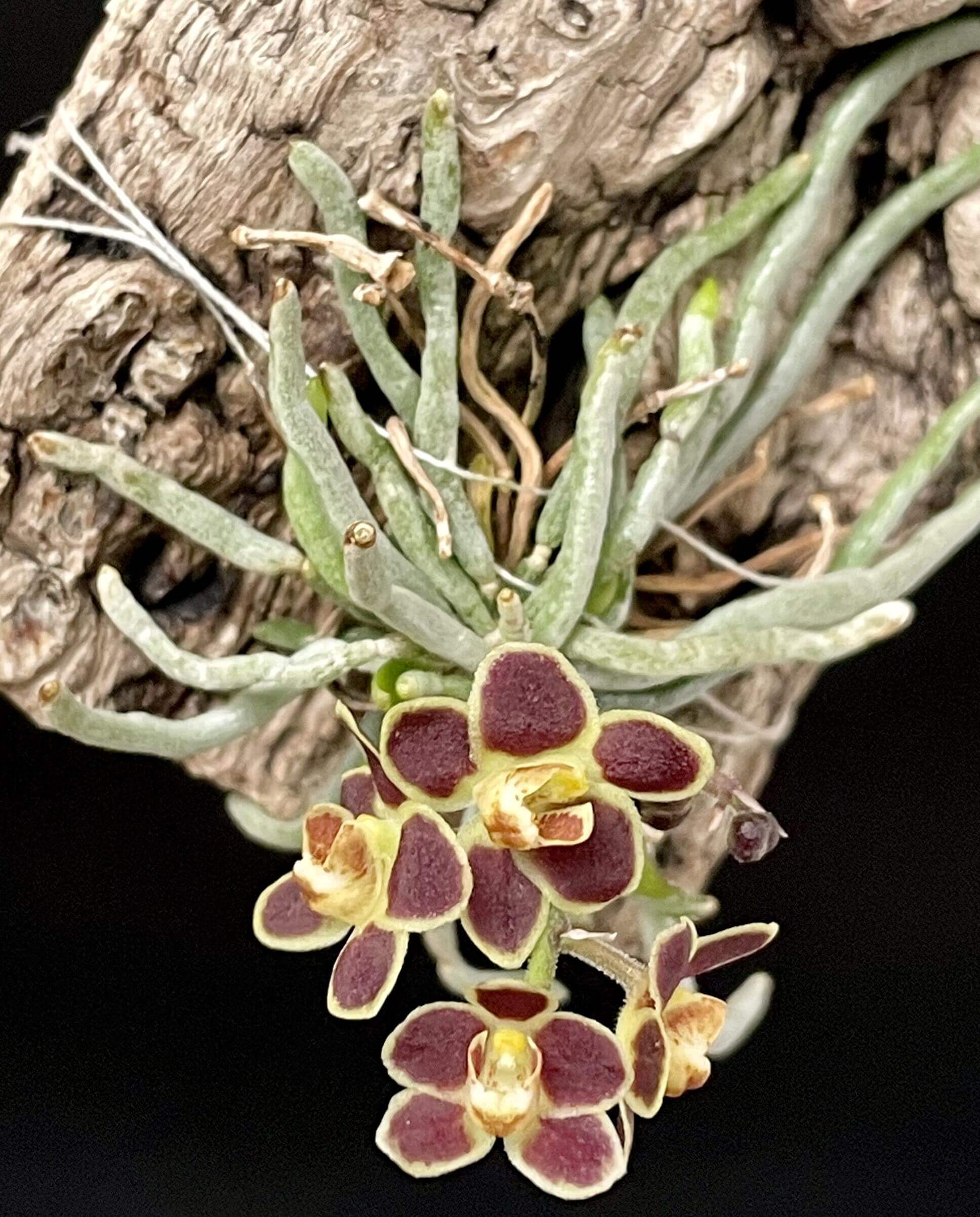 Chiloschista lunifera is a unique, predominantly leafless orchid species within the Vanda/Phalaenopsis alliance, native to the Eastern Himalayas (including Assam), Myanmar, Thailand, Laos, and Northeast India. It typically occurs at altitudes between 150 m and 600–800 m in semi-deciduous forests.