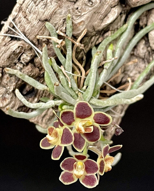 Chiloschista lunifera is a unique, predominantly leafless orchid species within the Vanda/Phalaenopsis alliance, native to the Eastern Himalayas (including Assam), Myanmar, Thailand, Laos, and Northeast India. It typically occurs at altitudes between 150 m and 600–800 m in semi-deciduous forests.