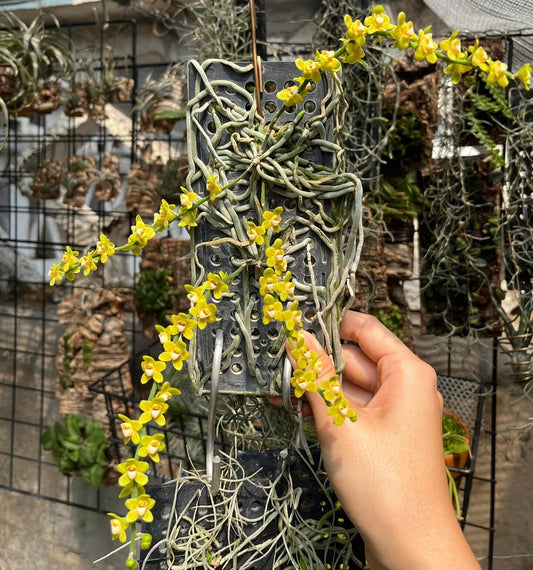 Chiloschista parishii is a unique and captivating species within the Chiloschista genus. This leafless epiphytic orchid is native to Southeast Asia, including regions of Thailand, Vietnam, Myanmar, India, and the Himalayan foothills, where it thrives in semi-deciduous and deciduous dry lowland forests at elevations up to 700 meters.