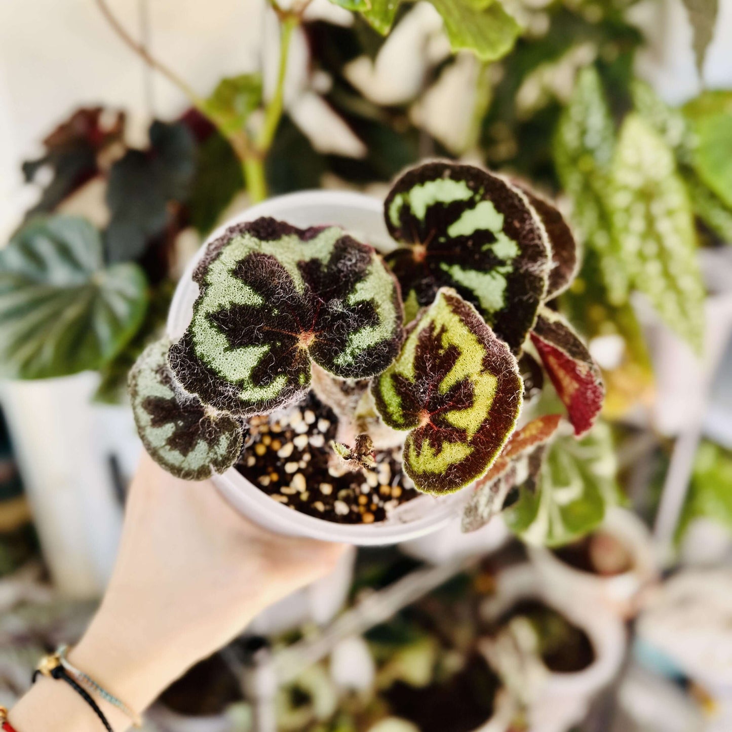 Begonia picturata is a unique rhizomatous begonia species native to the limestone regions of Guangxi, China. The leaf edges are gently wavy, and the underside of the leaves showcases a rich red color. The plant’s flower clusters feature white petals with yellow stamens, blooming between May and July.