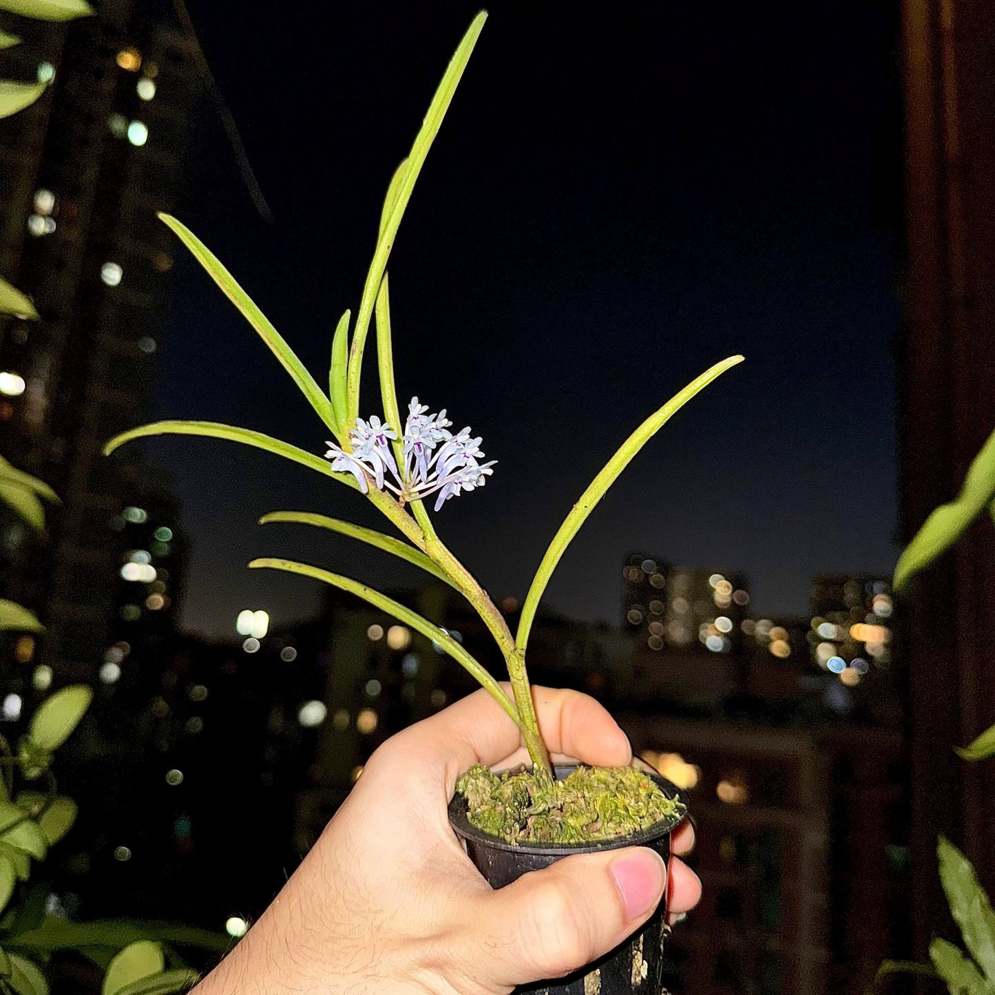 Cleisocentron merrillianum is a rare and striking orchid species native to the montane and riverine forests of northern Borneo, typically found at elevations between 1,100 and 3,000 meters (3,600–9,800 feet) . This species is noted for its unique blue-toned flowers, making it a prized specimen among orchid enthusiasts.
