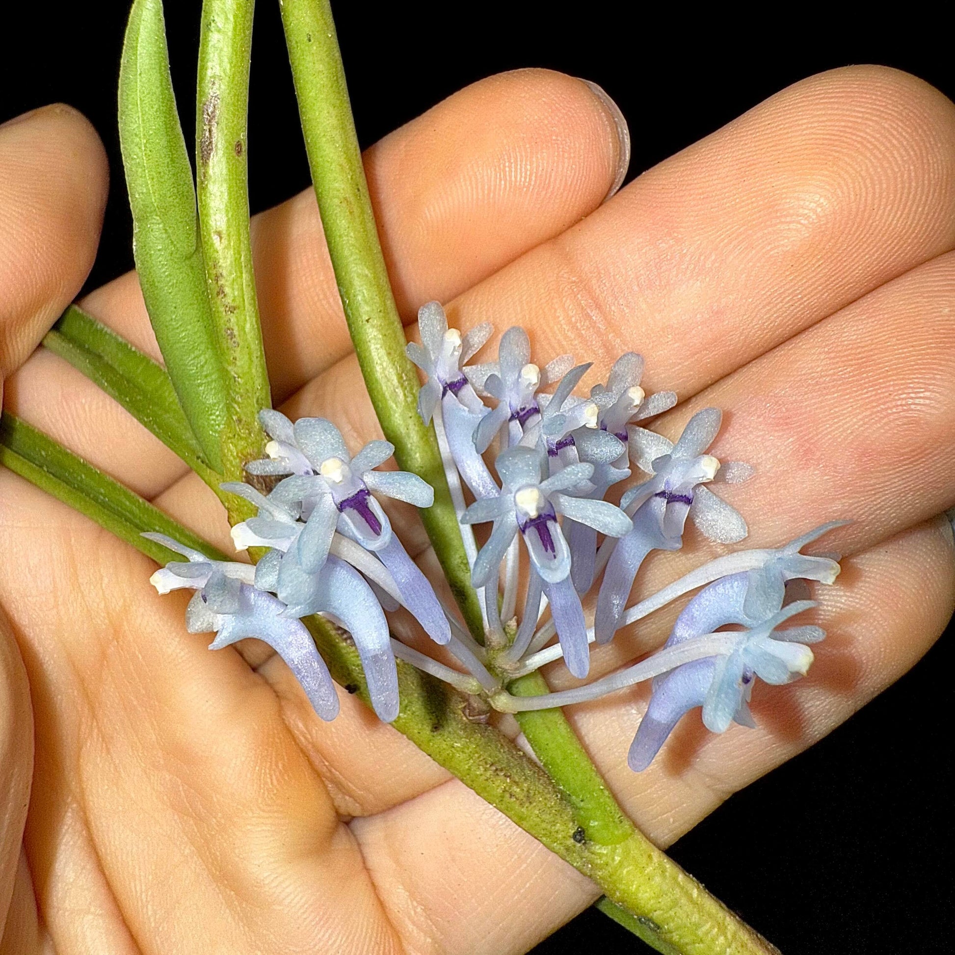 Cleisocentron merrillianum is a rare and striking orchid species native to the montane and riverine forests of northern Borneo, typically found at elevations between 1,100 and 3,000 meters (3,600–9,800 feet) . This species is noted for its unique blue-toned flowers, making it a prized specimen among orchid enthusiasts.