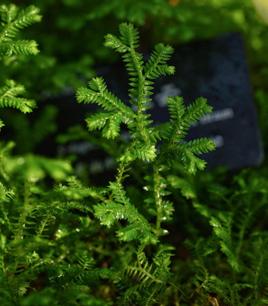 Selaginella kraussiana, also known as African clubmoss or Krauss' spikemoss, is a low-growing, evergreen fern native to tropical Africa. It belongs to the Selaginellaceae family and Selaginella genus. This fern is popular for its finely textured, vibrant green leaves and its fast-spreading growth, making it an ideal choice for terrariums and other indoor plantscapes.