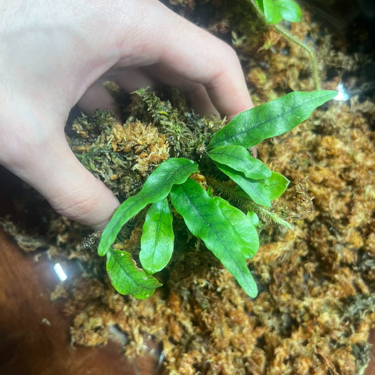 Microgramma lycopodioides, commonly known as the clubmoss snakefern, is an epiphytic fern native to the tropical regions of Central and South America. This fern is renowned for its slender, lance-shaped fronds and intricate dark green venation, making it a captivating addition to any terrarium.