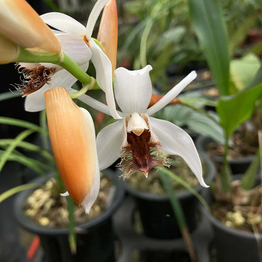 Coelogyne barbata is a small to medium-sized, cool-growing epiphytic or lithophytic orchid native to the Himalayas, including Nepal, Bhutan, northeast India, Myanmar, and southern China. It thrives at elevations between 1,000 and 1,800 meters in montane forests. The species is named for its distinctive, fringed lip, resembling a beard.
