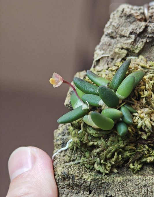 Dendrobium lichenastrum, commonly known as the "Common Button Orchid," is a miniature epiphytic or lithophytic orchid native to the rainforests and open forests of far north Queensland, Australia. It thrives at elevations ranging from sea level to 1,950 meters and is well-suited for cultivation in terrariums or as a mounted specimen in temperate to subtropical climates.