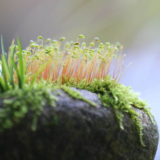 Funaria hygrometrica, commonly known as Bonfire Moss or Common Cord-Moss, is a small, upright moss of the genus Funaria. It is pale green in color, with a single stem and a false root at the base. It typically grows in shady, damp locations such as the corners of walls, under trees, or on tree trunks. This moss prefers rich, humus-filled, damp ground and reproduces through spores. The plant is quite small, usually only 1-3 cm tall, with differentiated stems and leaves.