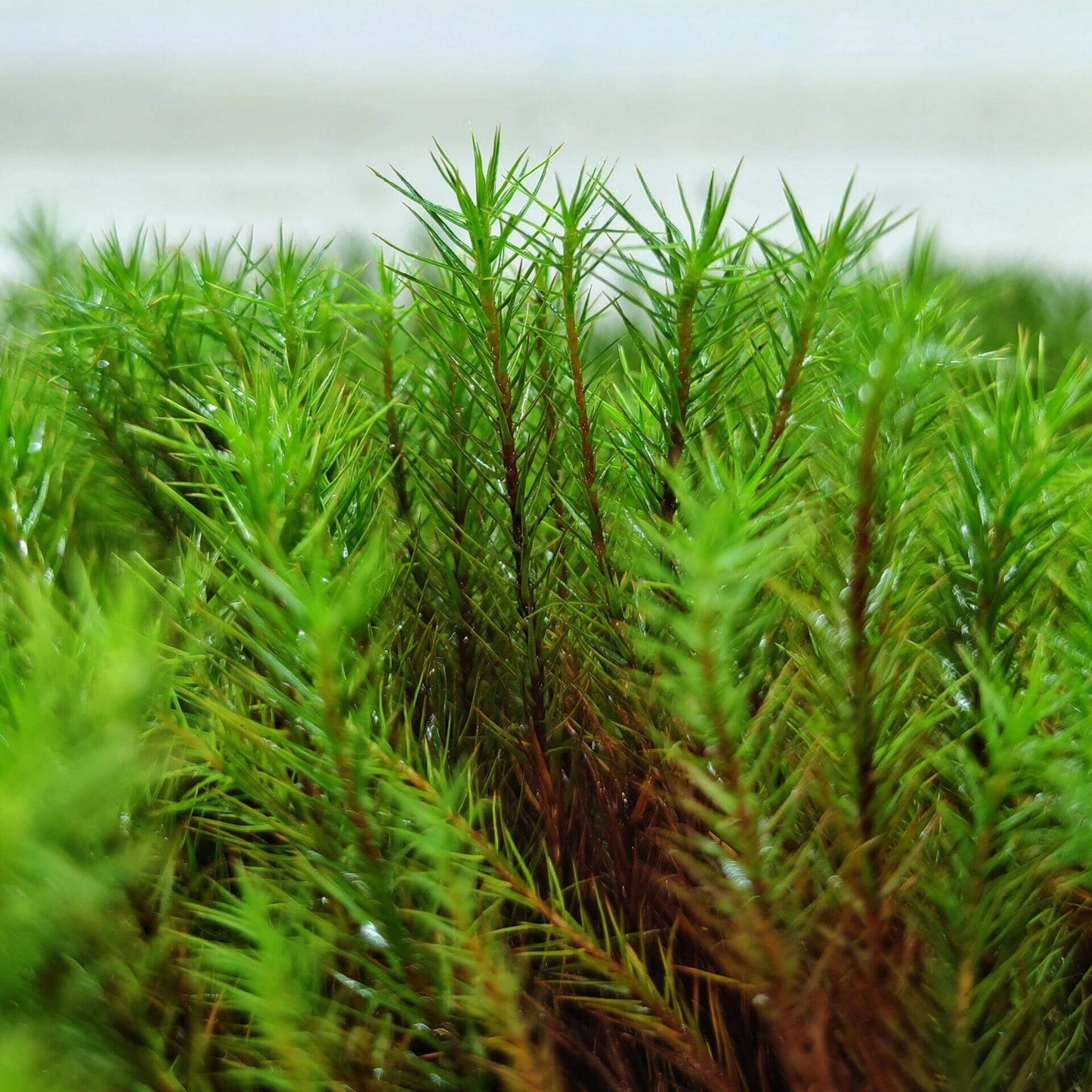 Polytrichum commune, commonly known as Common Haircap Moss, belongs to the Polytrichaceae family and the Polytrichum genus. It typically grows in acidic, moist coniferous forest floors, often forming large patches and commonly mixed with Hypnum or Leucobryum species. This moss requires high humidity for optimal care and should be misted frequently when grown outdoors. It is often used in micro-landscapes, terrariums, paludariums and is commonly found in outdoor mountain habitats.