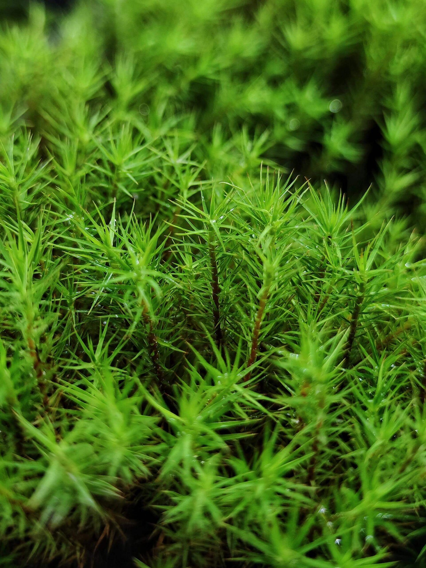 Polytrichum commune, commonly known as Common Haircap Moss, belongs to the Polytrichaceae family and the Polytrichum genus. It typically grows in acidic, moist coniferous forest floors, often forming large patches and commonly mixed with Hypnum or Leucobryum species. This moss requires high humidity for optimal care and should be misted frequently when grown outdoors. It is often used in micro-landscapes, terrariums, paludariums and is commonly found in outdoor mountain habitats.