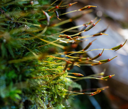 Atrichum undulatum, commonly known as Common Smoothcap Moss, is a species in the Polytrichaceae family and the Atrichum genus. This moss is small to medium-sized, stiff, and upright, with a dark green to brownish-green color. It grows densely or sparsely on soil surfaces or soil slopes. The stem is typically single or sparsely branched, and the base often has numerous false roots. The leaves are lance-shaped or tongue-shaped, tapering to a short point, and often feature diagonal waves.