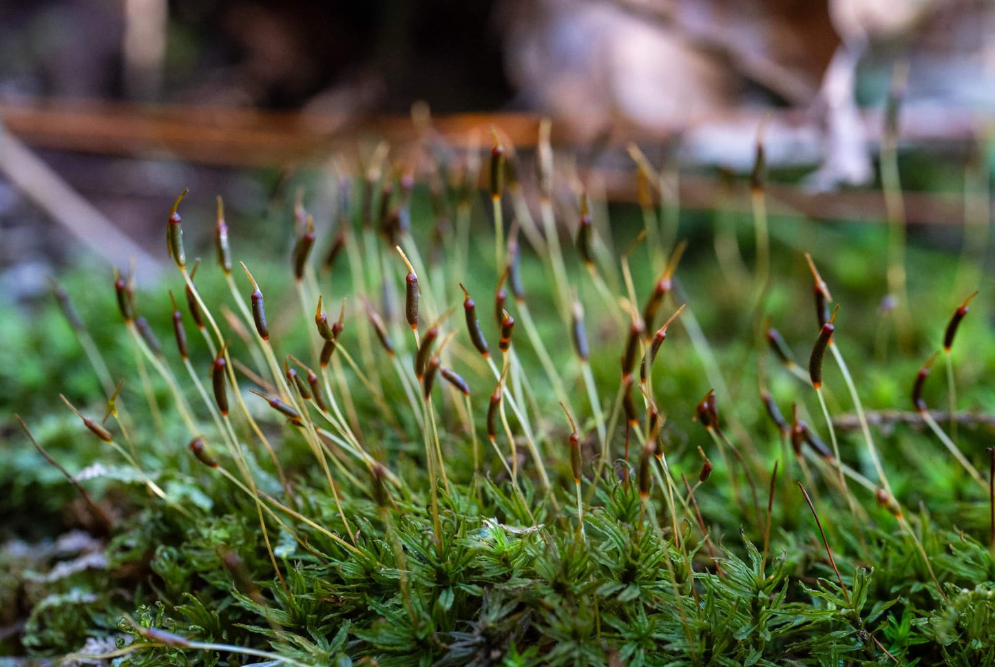 Atrichum undulatum, commonly known as Common Smoothcap Moss, is a species in the Polytrichaceae family and the Atrichum genus. This moss is small to medium-sized, stiff, and upright, with a dark green to brownish-green color. It grows densely or sparsely on soil surfaces or soil slopes. The stem is typically single or sparsely branched, and the base often has numerous false roots. The leaves are lance-shaped or tongue-shaped, tapering to a short point, and often feature diagonal waves.