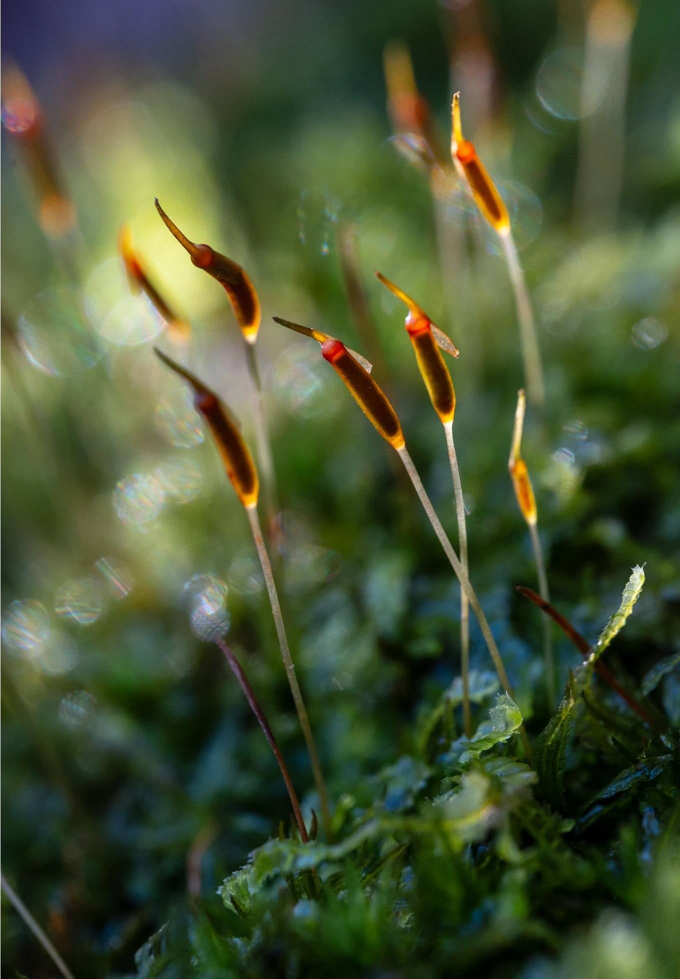 Atrichum undulatum, commonly known as Common Smoothcap Moss, is a species in the Polytrichaceae family and the Atrichum genus. This moss is small to medium-sized, stiff, and upright, with a dark green to brownish-green color. It grows densely or sparsely on soil surfaces or soil slopes. The stem is typically single or sparsely branched, and the base often has numerous false roots. The leaves are lance-shaped or tongue-shaped, tapering to a short point, and often feature diagonal waves.