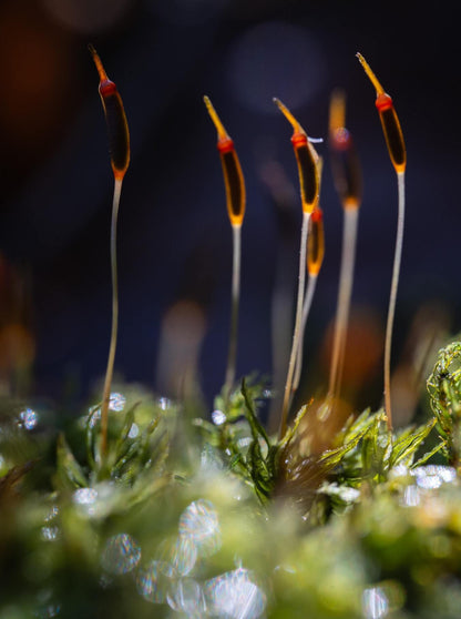 Atrichum undulatum, commonly known as Common Smoothcap Moss, is a species in the Polytrichaceae family and the Atrichum genus. This moss is small to medium-sized, stiff, and upright, with a dark green to brownish-green color. It grows densely or sparsely on soil surfaces or soil slopes. The stem is typically single or sparsely branched, and the base often has numerous false roots. The leaves are lance-shaped or tongue-shaped, tapering to a short point, and often feature diagonal waves.