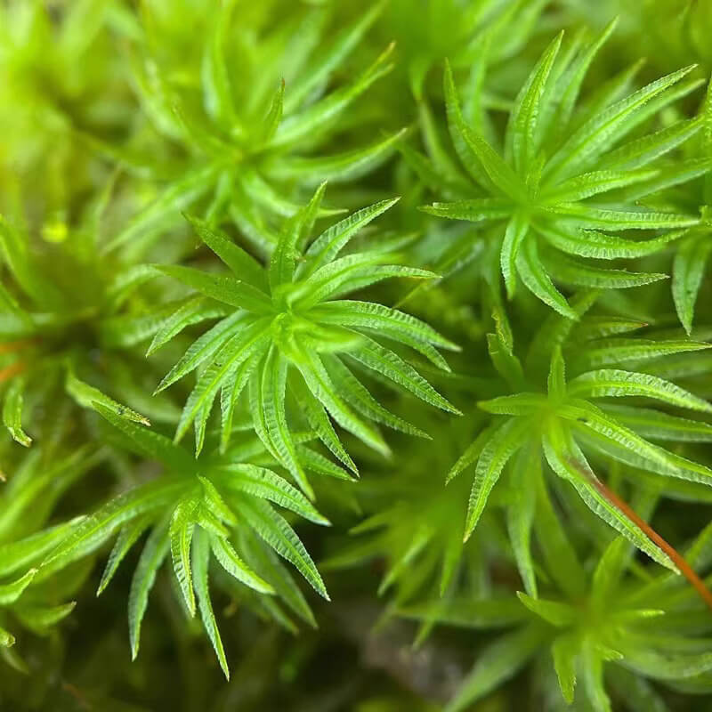 Atrichum undulatum, commonly known as Common Smoothcap Moss, is a species in the Polytrichaceae family and the Atrichum genus. This moss is small to medium-sized, stiff, and upright, with a dark green to brownish-green color. It grows densely or sparsely on soil surfaces or soil slopes. The stem is typically single or sparsely branched, and the base often has numerous false roots. The leaves are lance-shaped or tongue-shaped, tapering to a short point, and often feature diagonal waves.