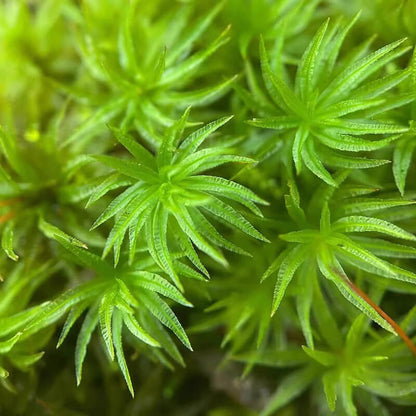 Atrichum undulatum, commonly known as Common Smoothcap Moss, is a species in the Polytrichaceae family and the Atrichum genus. This moss is small to medium-sized, stiff, and upright, with a dark green to brownish-green color. It grows densely or sparsely on soil surfaces or soil slopes. The stem is typically single or sparsely branched, and the base often has numerous false roots. The leaves are lance-shaped or tongue-shaped, tapering to a short point, and often feature diagonal waves.