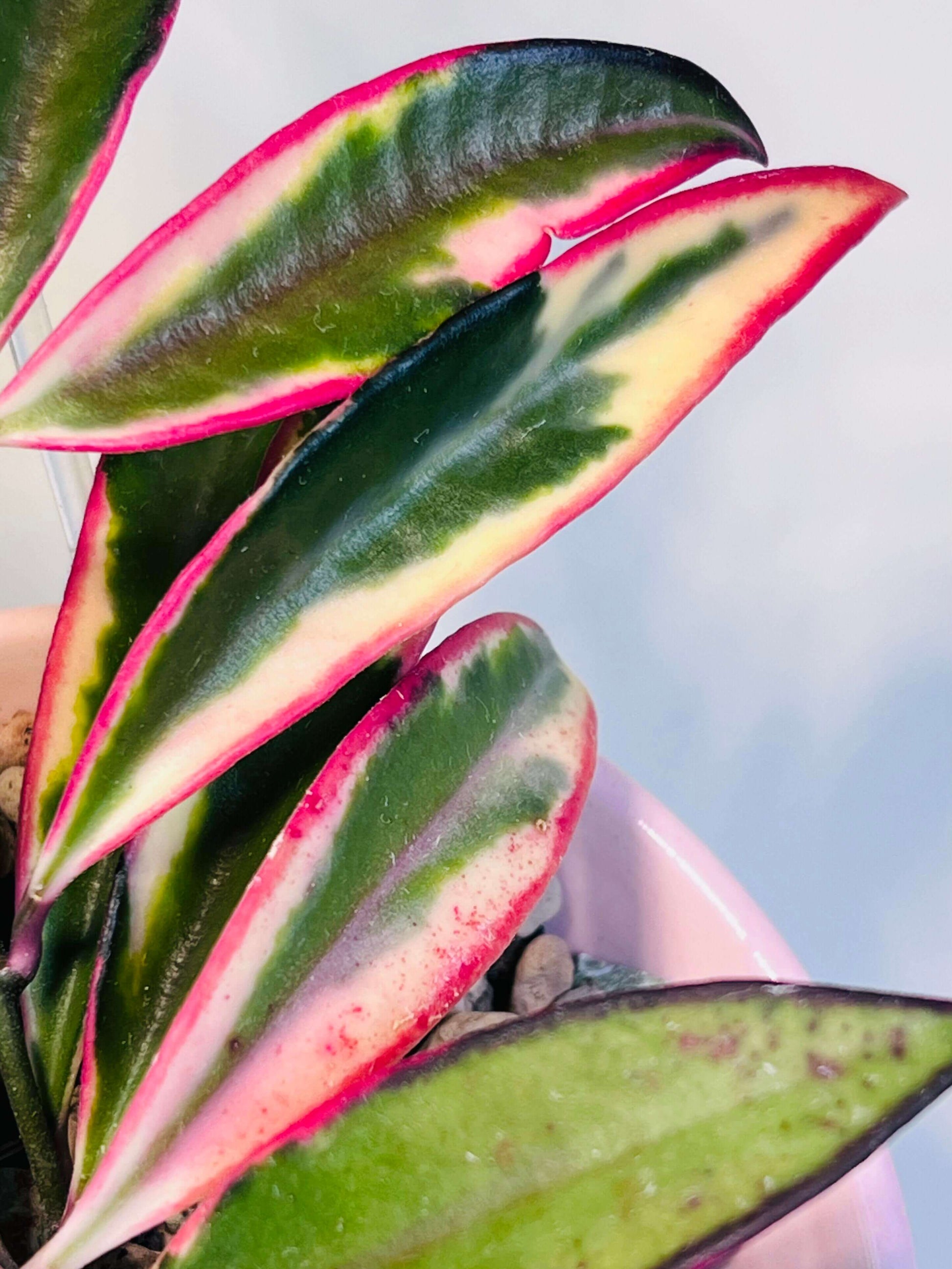 Hoya wayetii ‘Lori Lyn’ (also known as Hoya kentiana ‘Lori Lyn’) is a striking variegated Hoya cultivar featuring narrow, elongated leaves with creamy-white to pink variegation along the edges, with new growth sometimes showing a subtle pink blush under bright light. It is a slow-growing trailing vine, making it ideal for hanging baskets or trellis displays indoors, and when mature, it produces clusters of wine-colored, star-shaped flowers with a sweet butterscotch or honey fragrance.