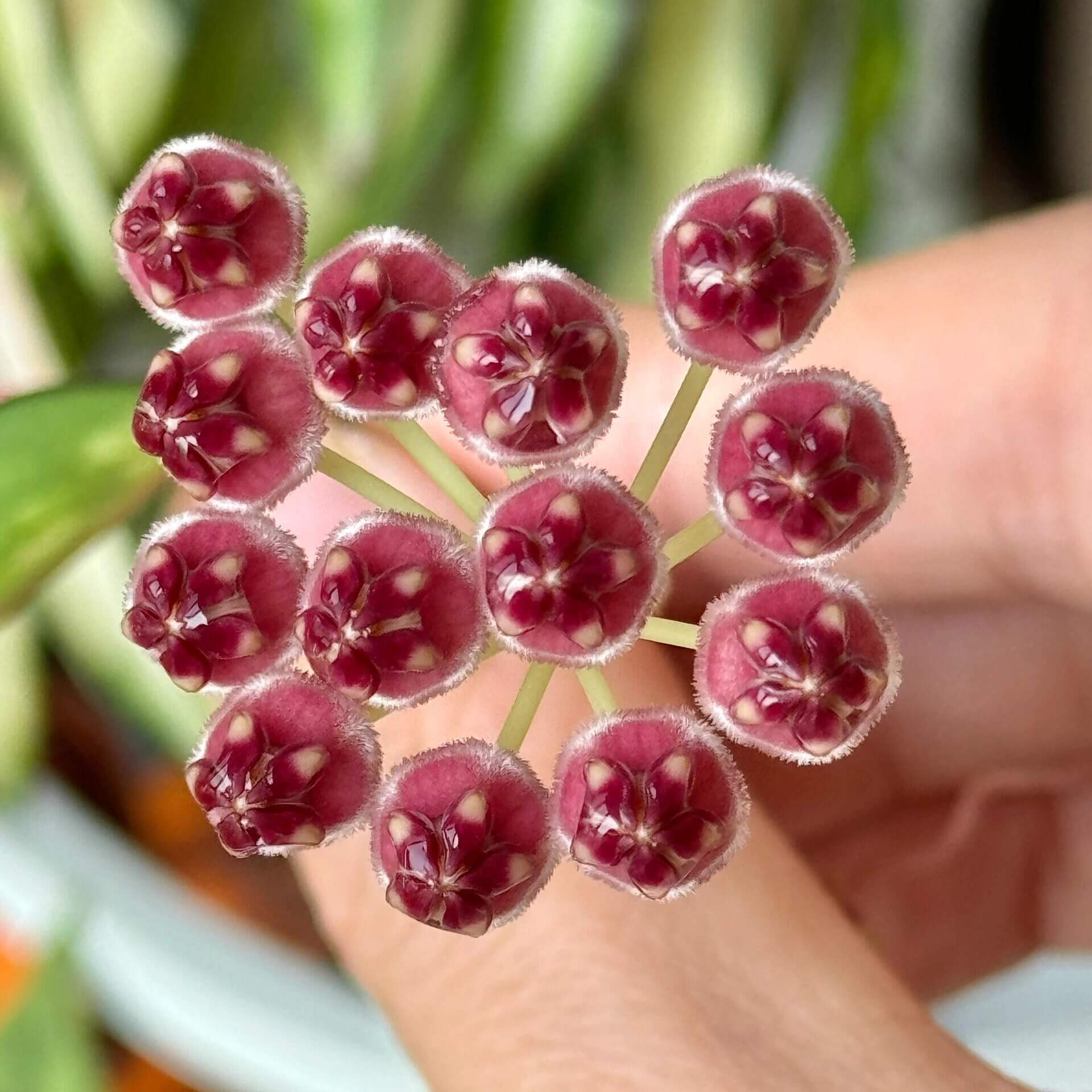 Hoya wayetii ‘Variegata’ is an elegant, trailing Hoya cultivar characterized by narrow, lanceolate leaves splashed with creamy-white, yellow, and sometimes pink variegation, with many leaves so variegated that only the margins remain green. The plant grows as a vine, often reaching 2–3 feet indoors, making it ideal for hanging baskets or cascading displays.
