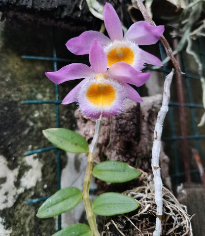 Dendrobium loddigesii is a charming miniature orchid native to the subtropical regions of Southeast Asia, including Laos, Vietnam, and the southern provinces of China such as Guangdong, Guangxi, Guizhou, Hainan, and Yunnan. It thrives at elevations ranging from 1,000 to 1,500 meters in humid, mossy, mixed, and coniferous forests.