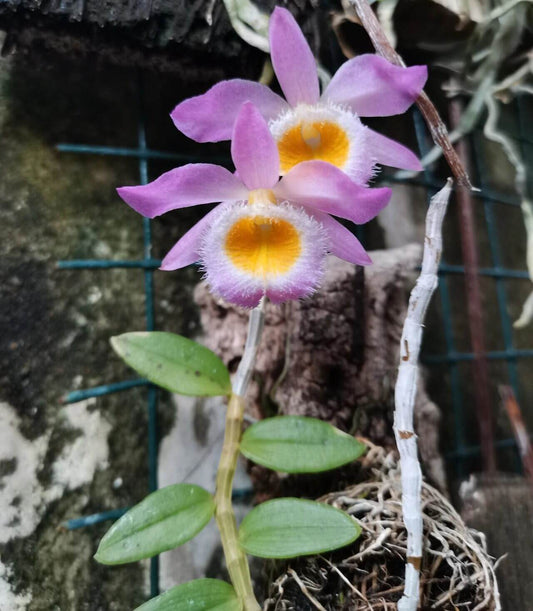 Dendrobium loddigesii is a charming miniature orchid native to the subtropical regions of Southeast Asia, including Laos, Vietnam, and the southern provinces of China such as Guangdong, Guangxi, Guizhou, Hainan, and Yunnan. It thrives at elevations ranging from 1,000 to 1,500 meters in humid, mossy, mixed, and coniferous forests.