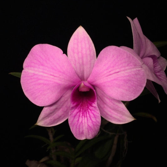 Dendrobium bigibbum, commonly known as the Cooktown Orchid, is a striking epiphytic or lithophytic orchid native to tropical North Queensland, Australia, and parts of New Guinea. This species is renowned for its vibrant, long-lasting flowers and is the progenitor of many popular hybrid orchids.